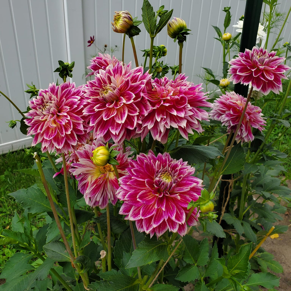 Temple of Beauty Dahlia Seeds - Heirloom, 40+ seeds