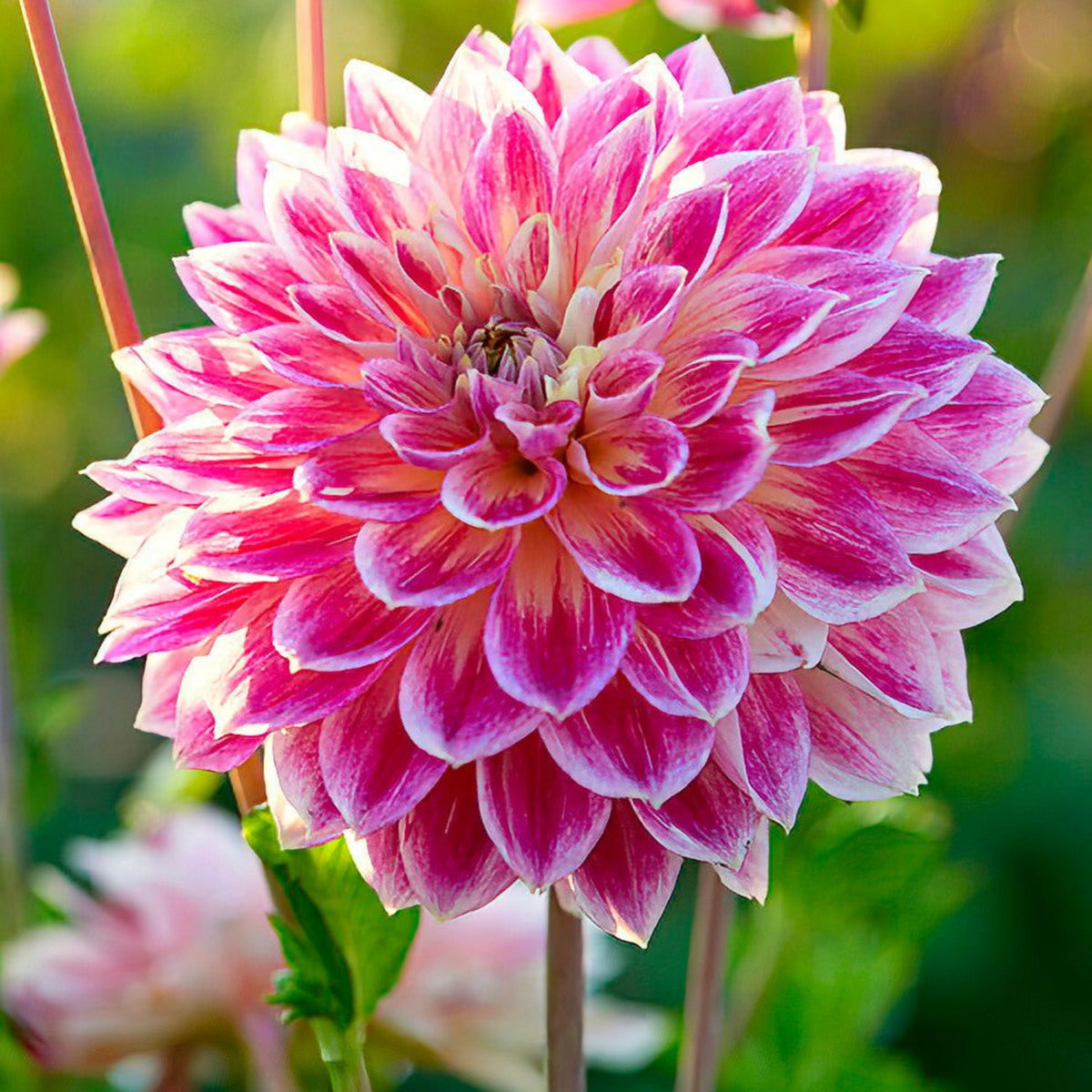Temple of Beauty Dahlia Seeds - Heirloom, 40+ seeds
