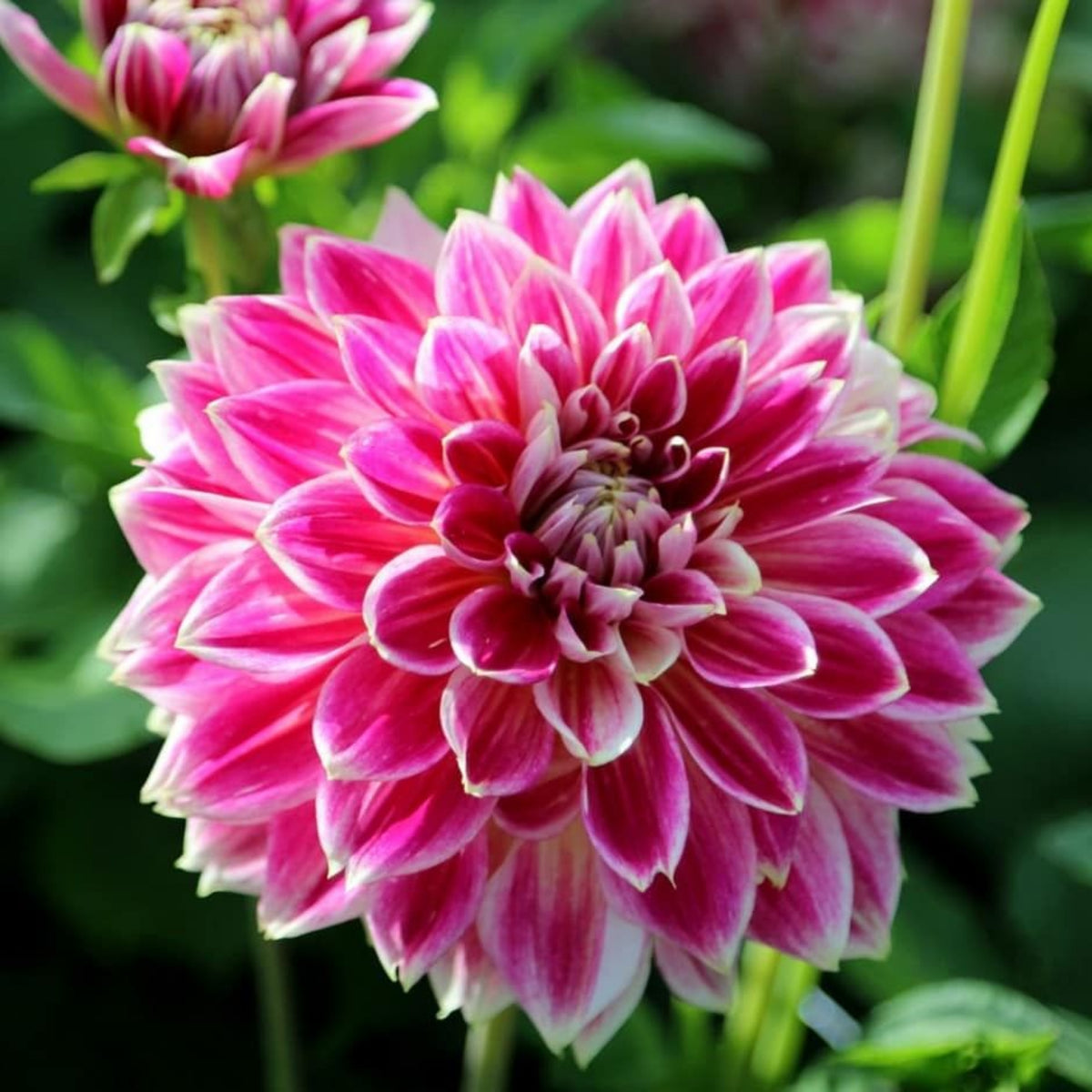 Temple of Beauty Dahlia Seeds - Heirloom, 40+ seeds