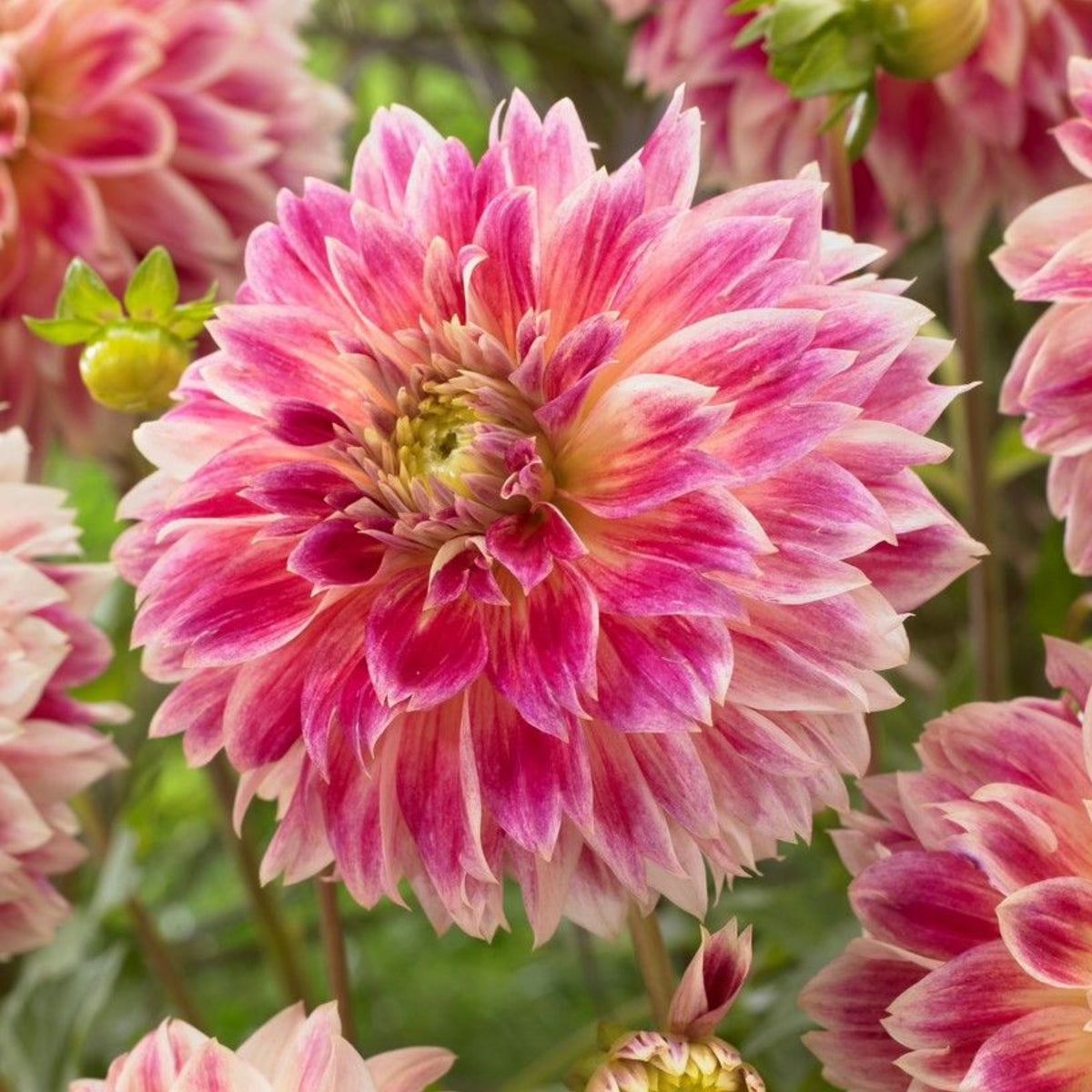 Temple of Beauty Dahlia Seeds - Heirloom, 40+ seeds