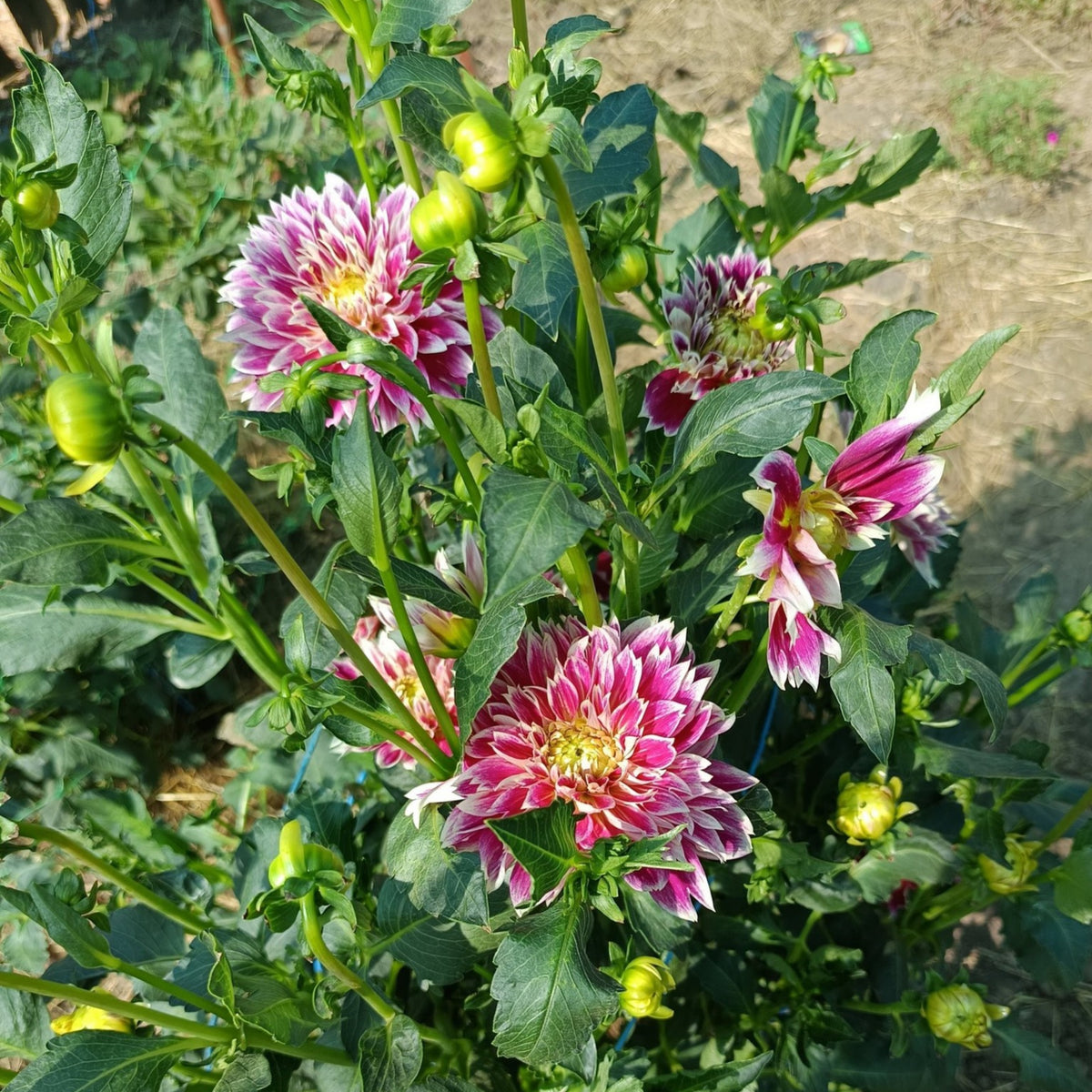 Temple of Beauty Dahlia Seeds - Heirloom, 40+ seeds