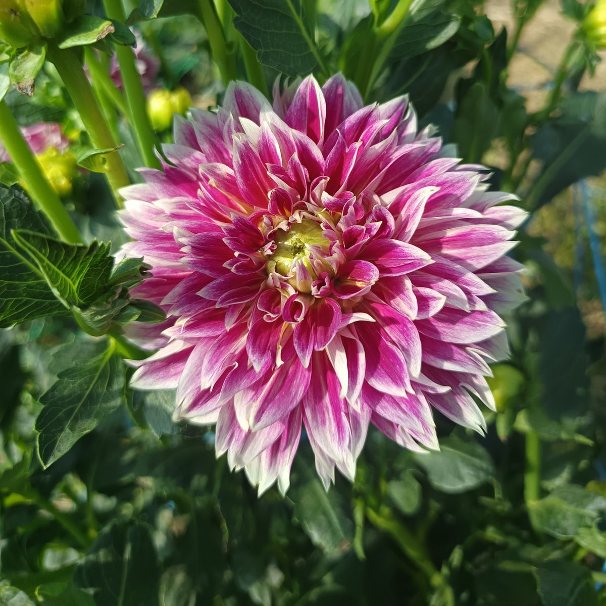 Temple of Beauty Dahlia Seeds - Heirloom, 40+ seeds