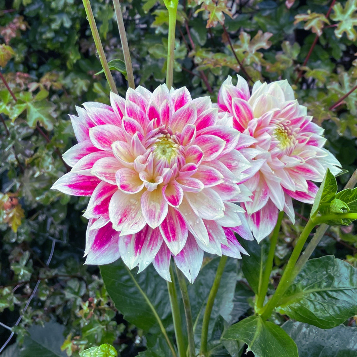 Temple of Beauty Dahlia Seeds - Heirloom, 40+ seeds