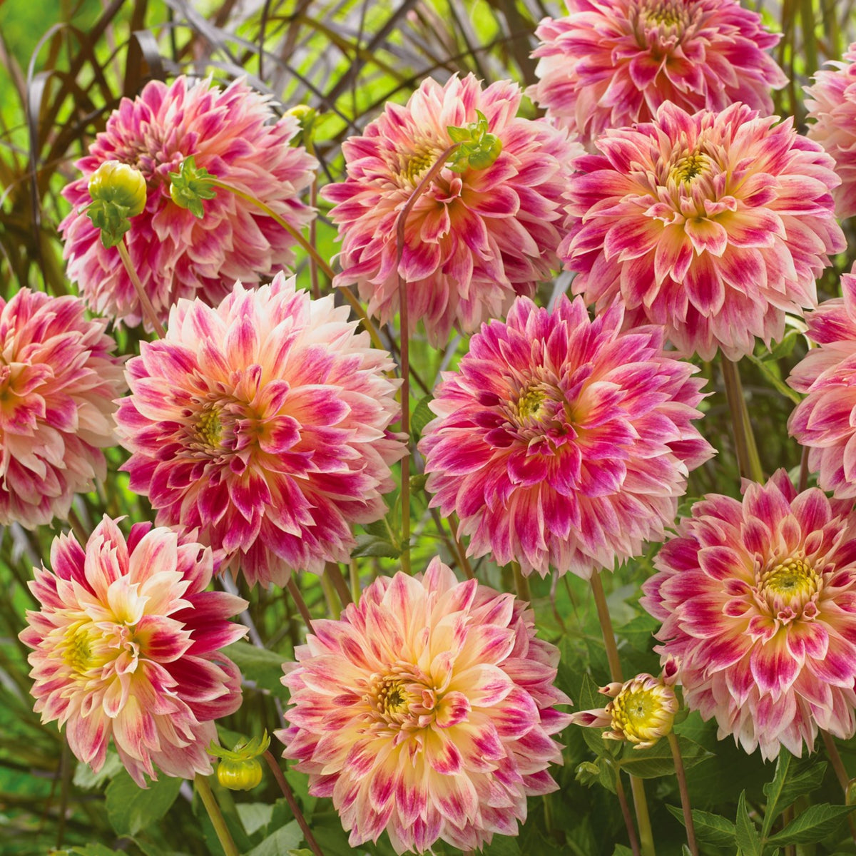 Temple of Beauty Dahlia Seeds - Heirloom, 40+ seeds