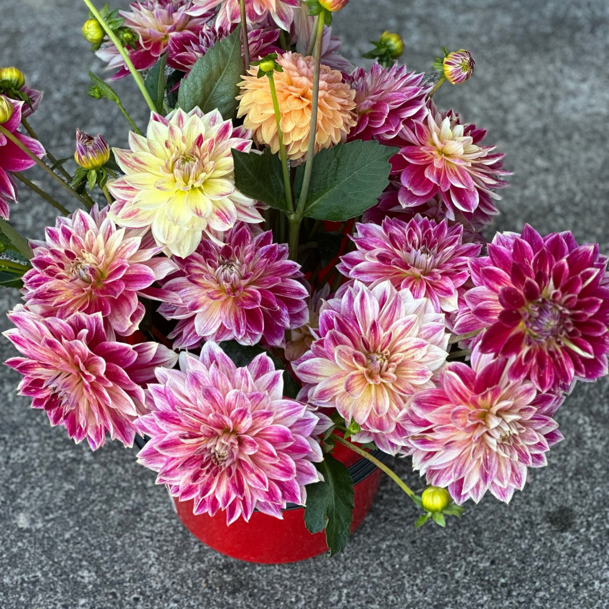 Temple of Beauty Dahlia Seeds - Heirloom, 40+ seeds