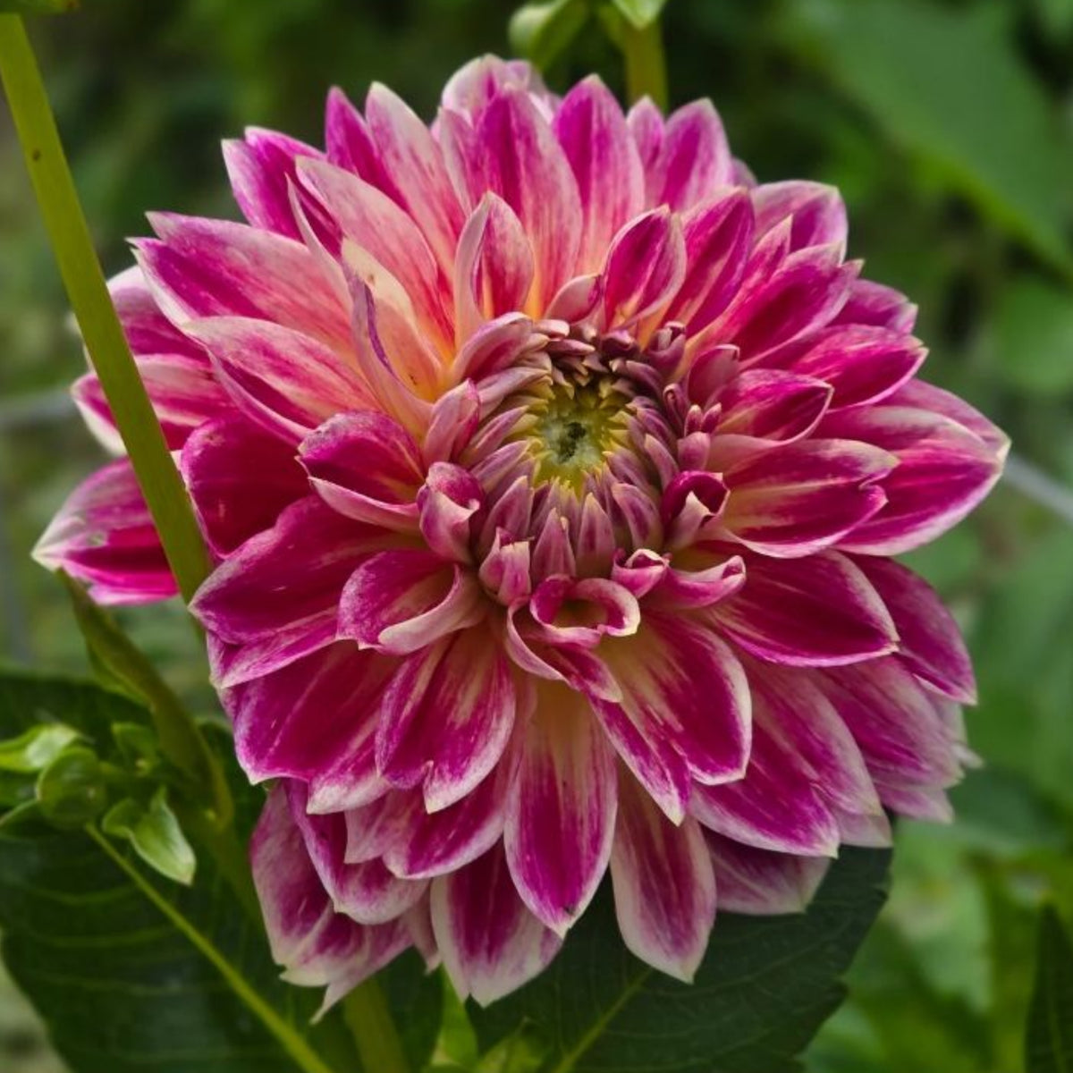 Temple of Beauty Dahlia Seeds - Heirloom, 40+ seeds