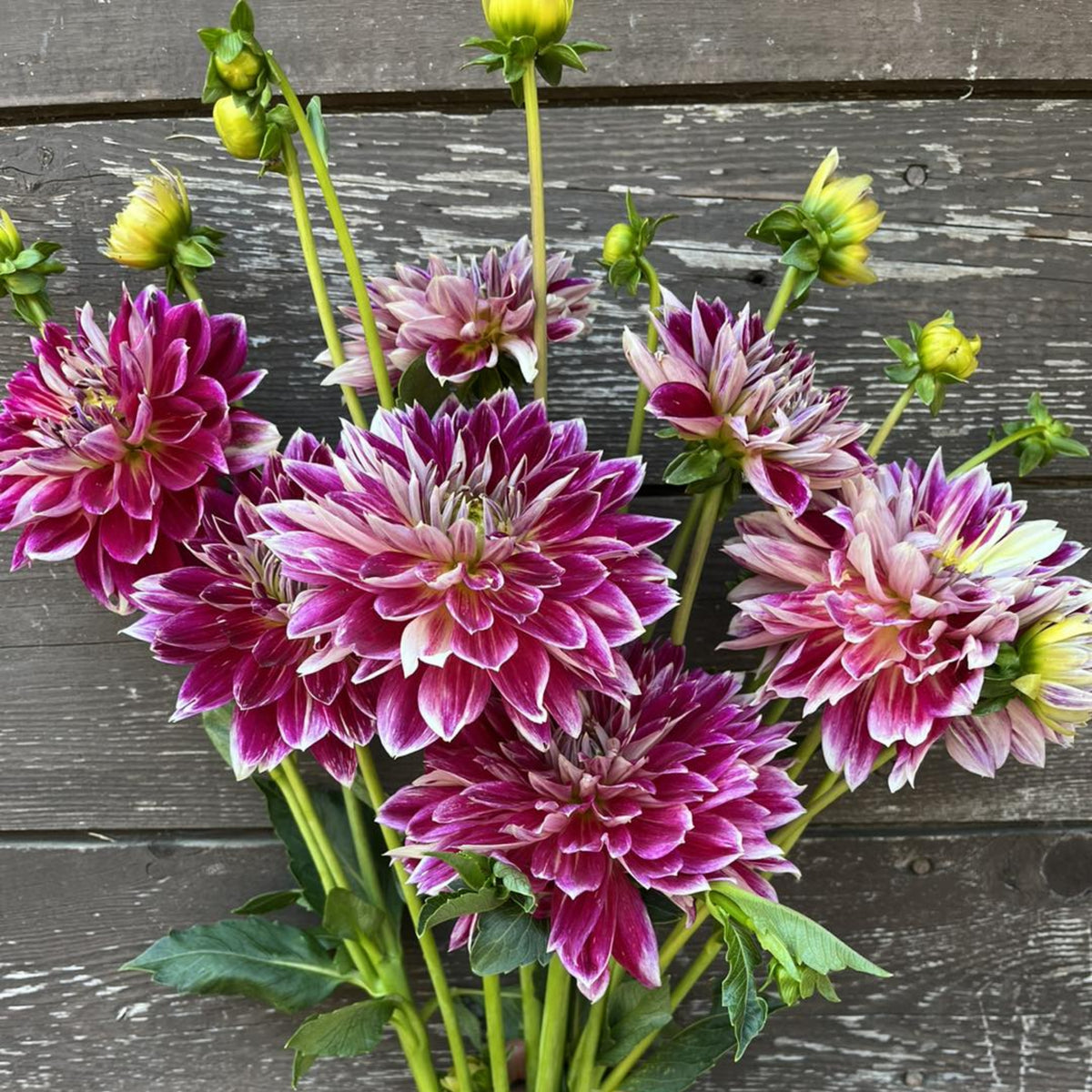 Temple of Beauty Dahlia Seeds - Heirloom, 40+ seeds