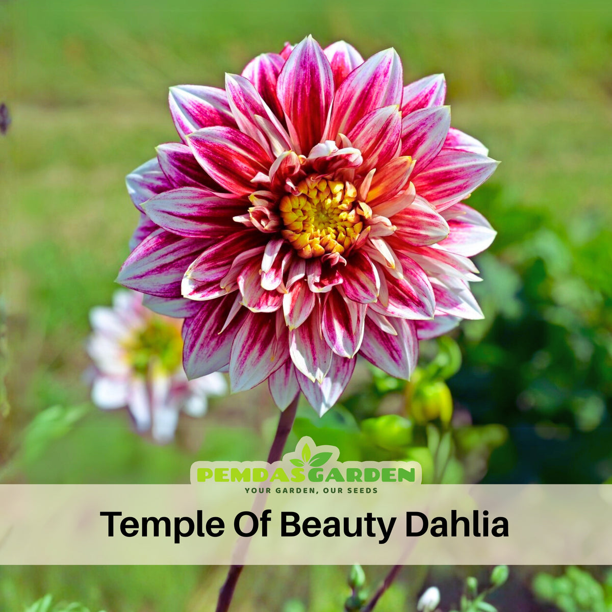 Temple of Beauty Dahlia Seeds - Heirloom, 40+ seeds