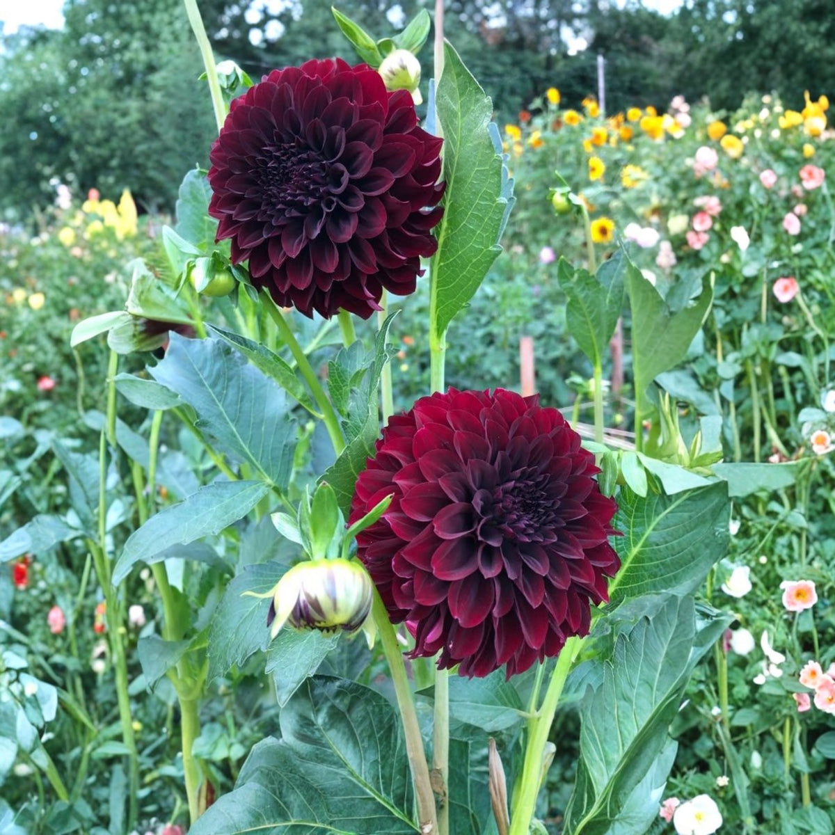 40+ Rare Seeds - Black Satin Dahlia Seeds, Container