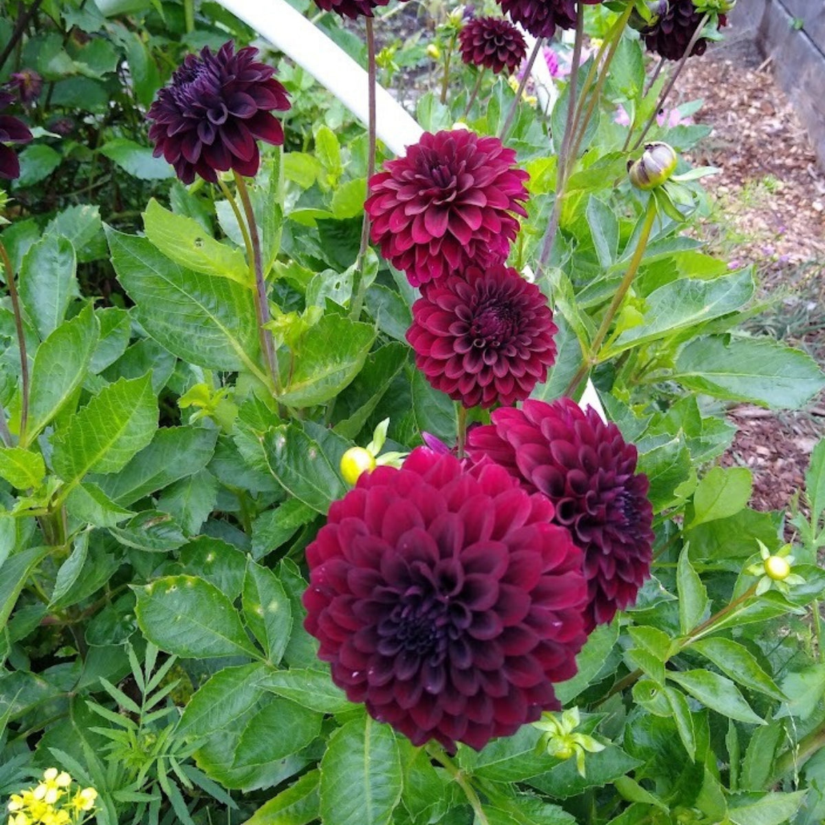 40+ Rare Seeds - Black Satin Dahlia Seeds, Container