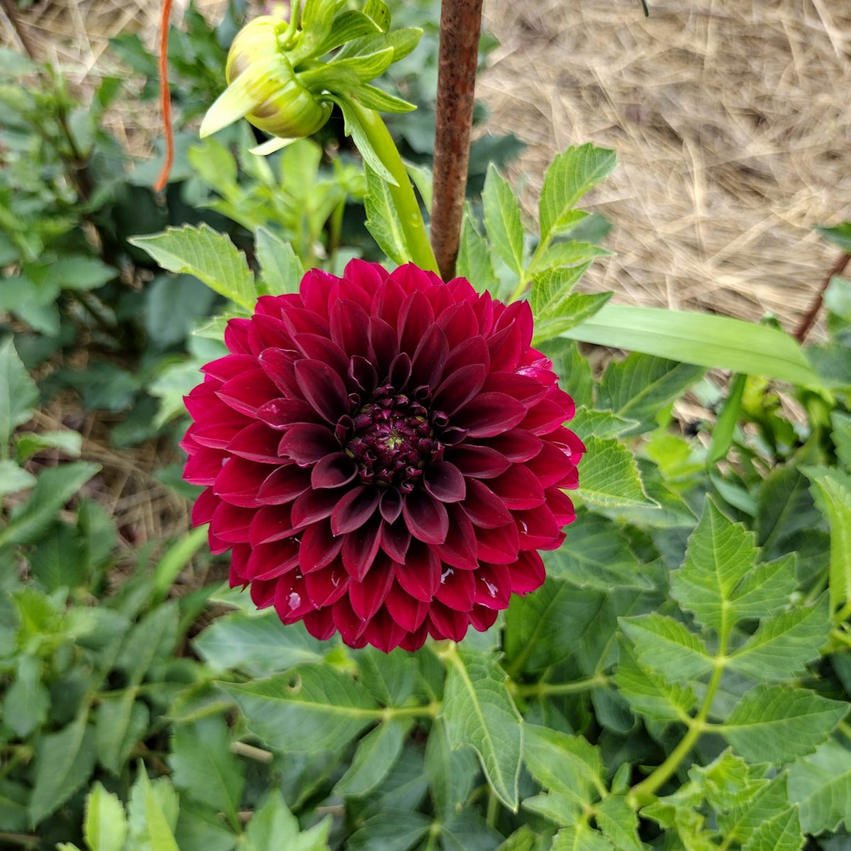 40+ Rare Seeds - Black Satin Dahlia Seeds, Container