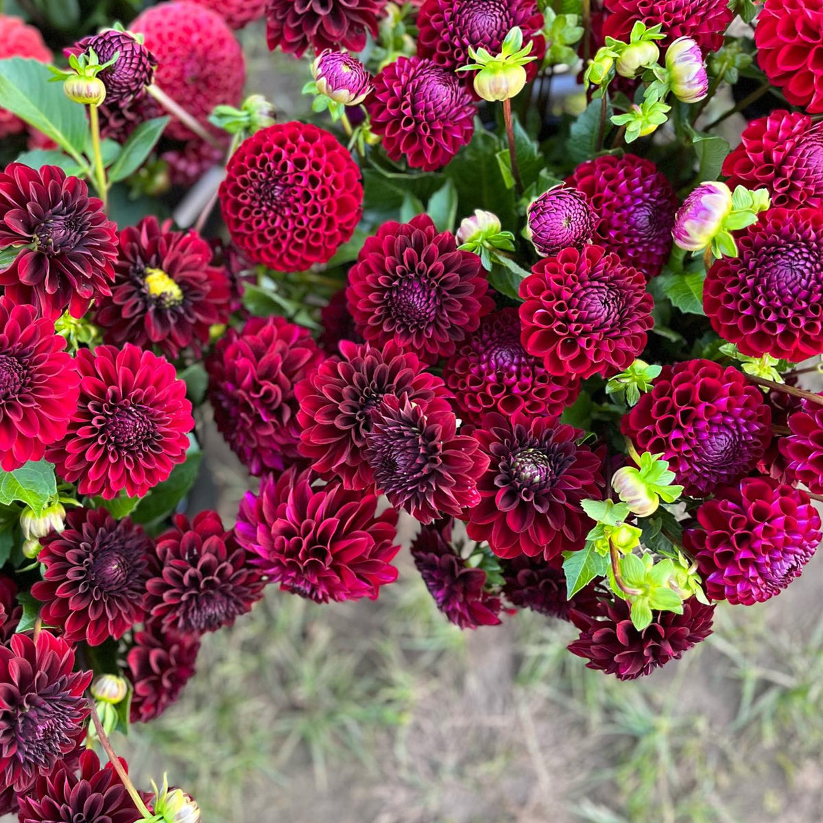 40+ Rare Seeds - Black Satin Dahlia Seeds, Container