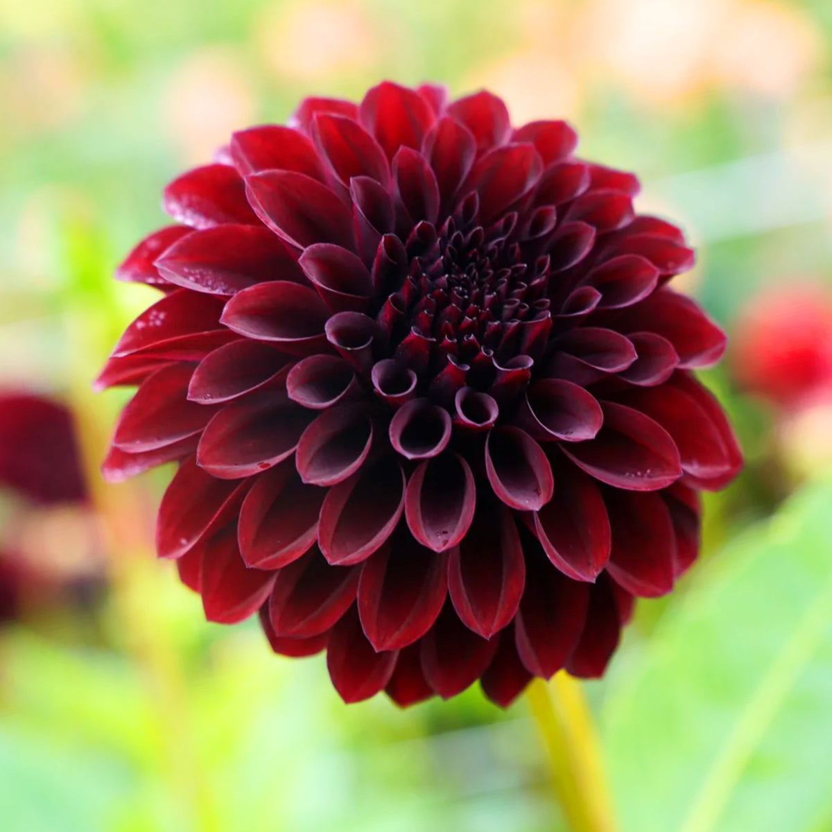 40+ Rare Seeds - Black Satin Dahlia Seeds, Container