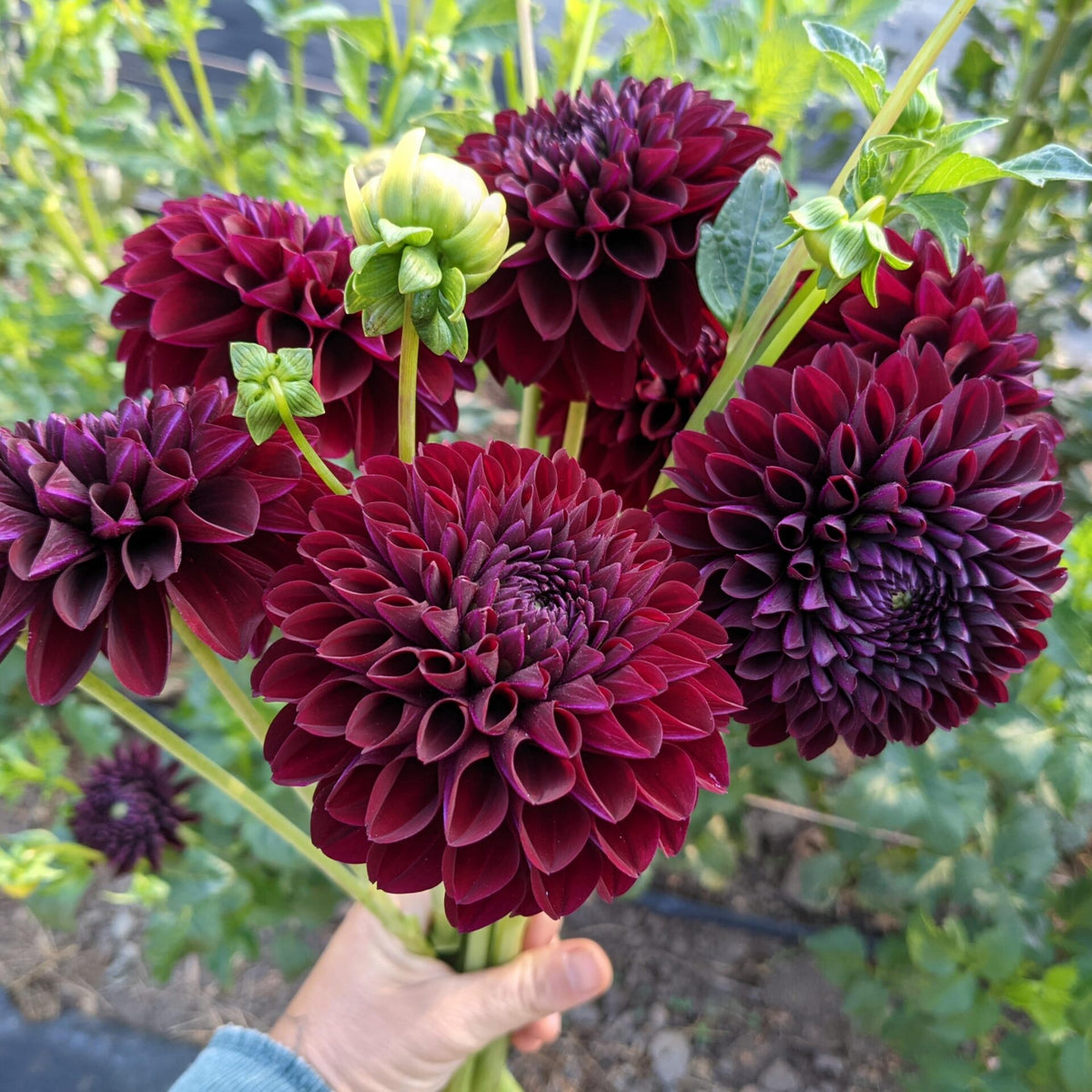 40+ Rare Seeds - Black Satin Dahlia Seeds, Container