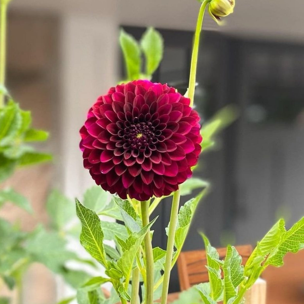40+ Rare Seeds - Black Satin Dahlia Seeds, Container
