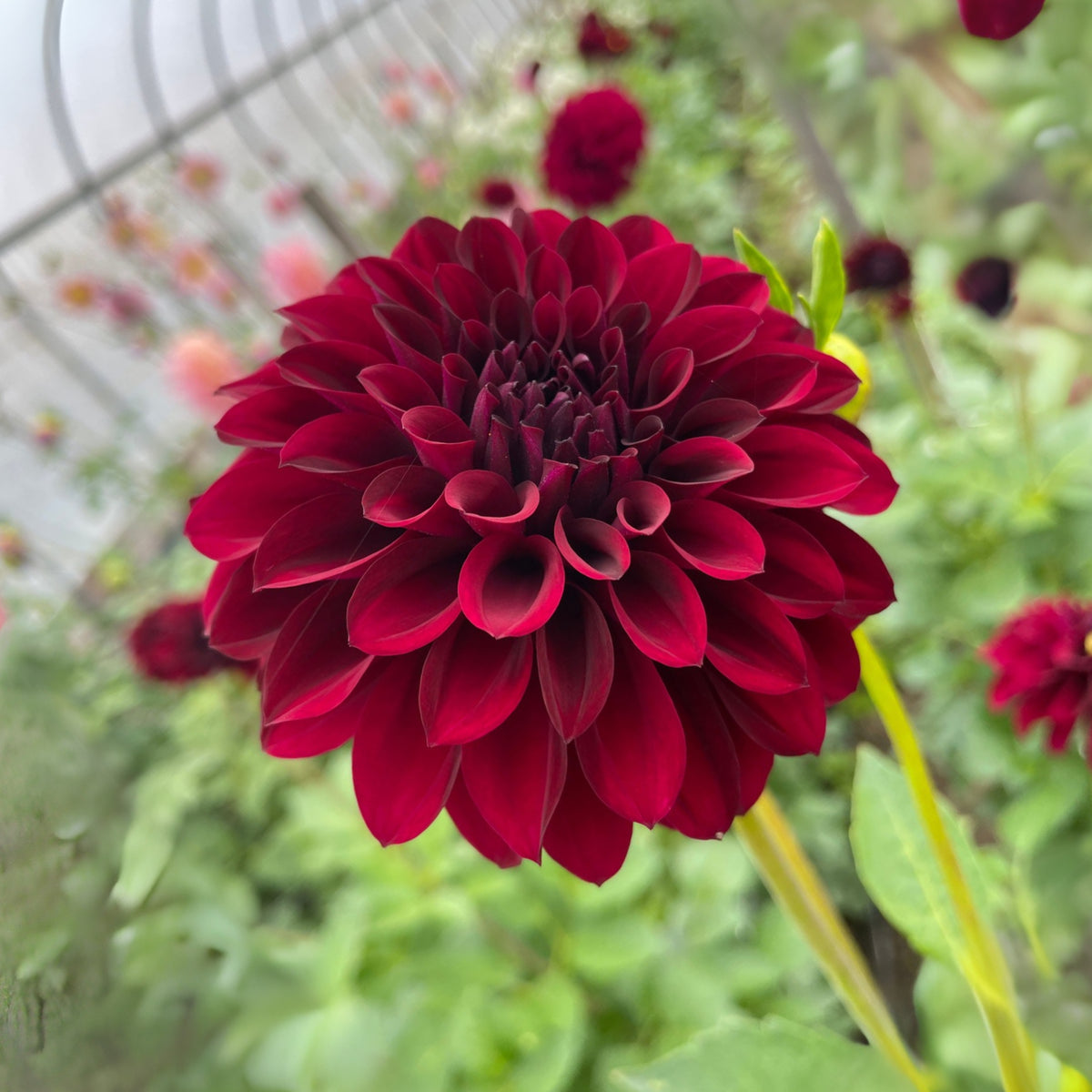 40+ Rare Seeds - Black Satin Dahlia Seeds, Container