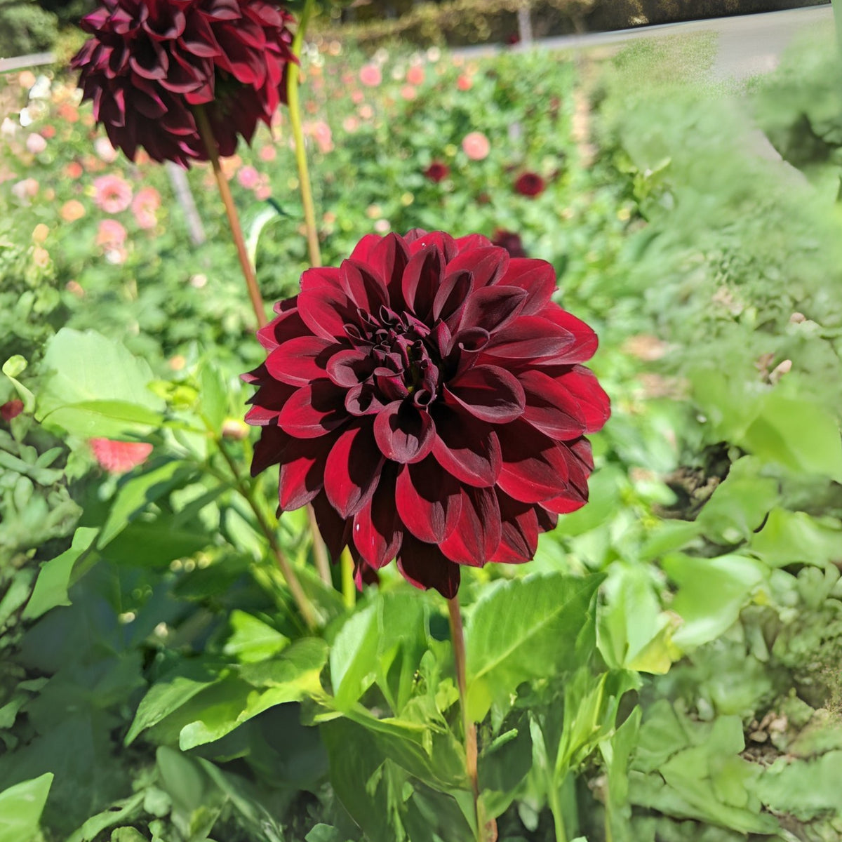40+ Rare Seeds - Black Satin Dahlia Seeds, Container
