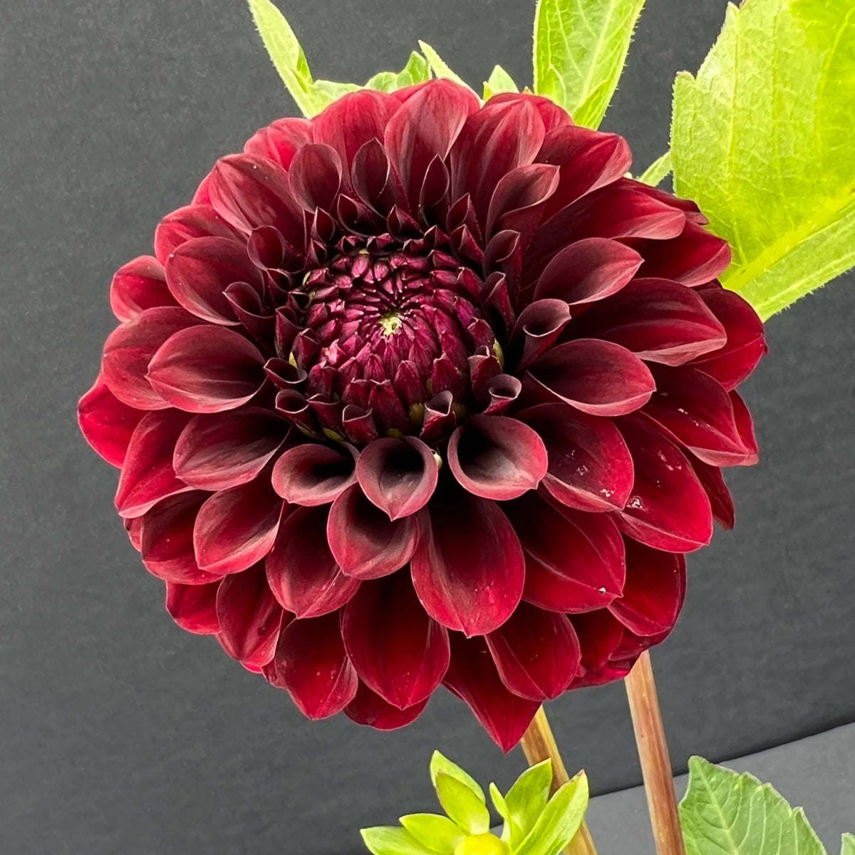 40+ Rare Seeds - Black Satin Dahlia Seeds, Container