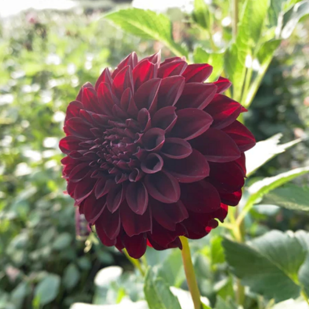 40+ Rare Seeds - Black Satin Dahlia Seeds, Container