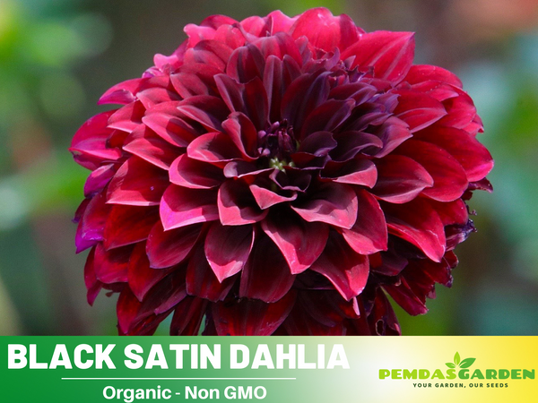 black dahlia seeds 40+ Rare Seeds| Black Satin Dahlia Seeds - Authentic