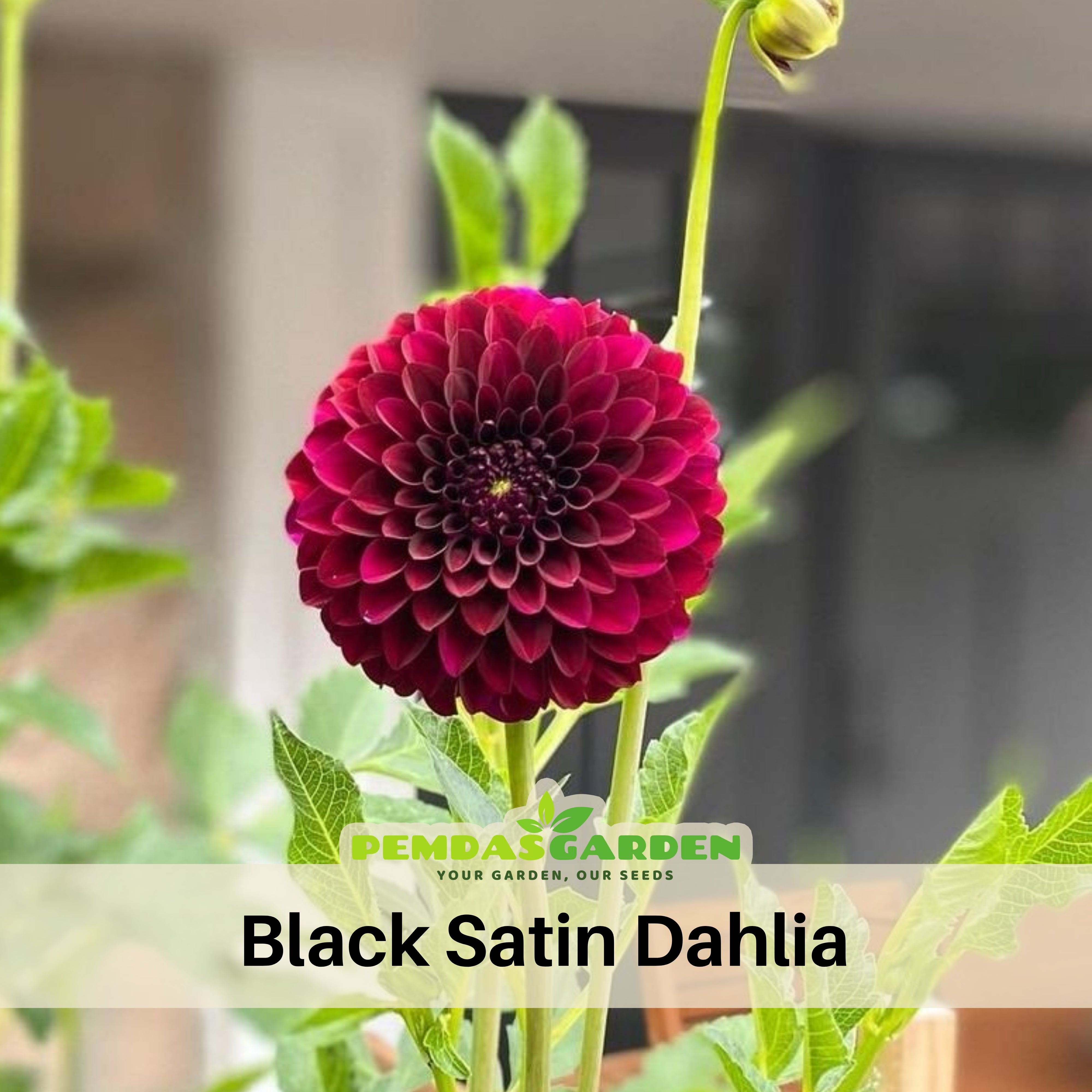 Deep burgundy Black Satin dahlia flower