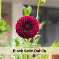 40+ Rare Seeds| Black Satin Dahlia Seeds - Authentic - Open-Pollinated - Organic - Heirloom - Flower Seeds - Container - Beds & Cut Bouquets #D020