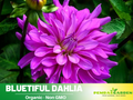 40+ Rare Seeds|  Bluetiful Dahlia Seeds- Authentic - Open-Pollinated - Organic - Heirloom - Flower Seeds - Container - Beds & Cut Bouquets  #D021