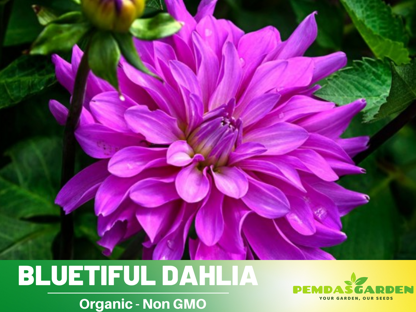 buy rare flower seeds 40+ Rare Seeds| Bluetiful Dahlia Seeds- Authentic - Open-Pollinated