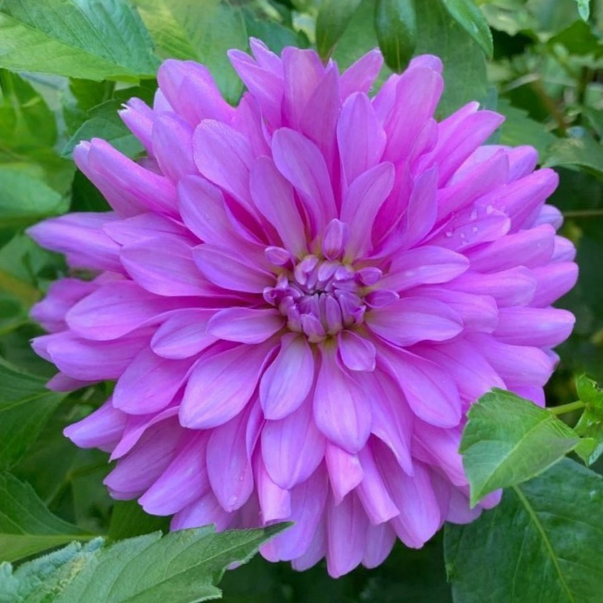 40+ Rare Seeds - Bluetiful Dahlia Seeds, Container