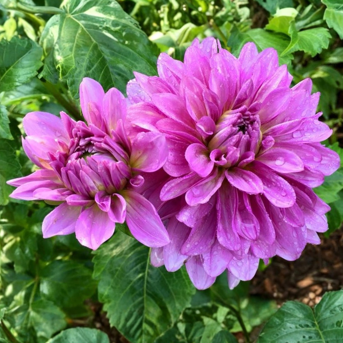 40+ Rare Seeds - Bluetiful Dahlia Seeds, Container