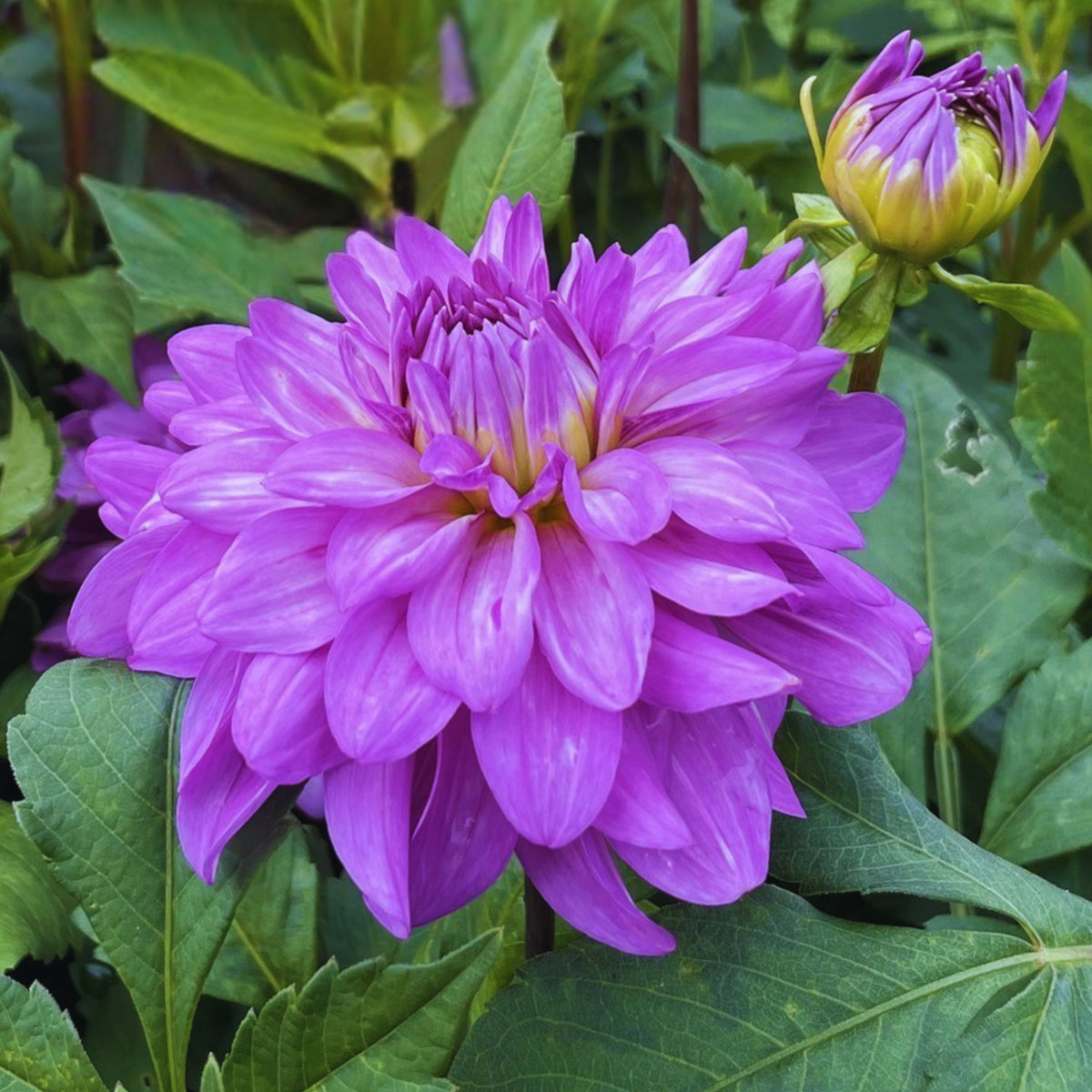40+ Rare Seeds - Bluetiful Dahlia Seeds, Container