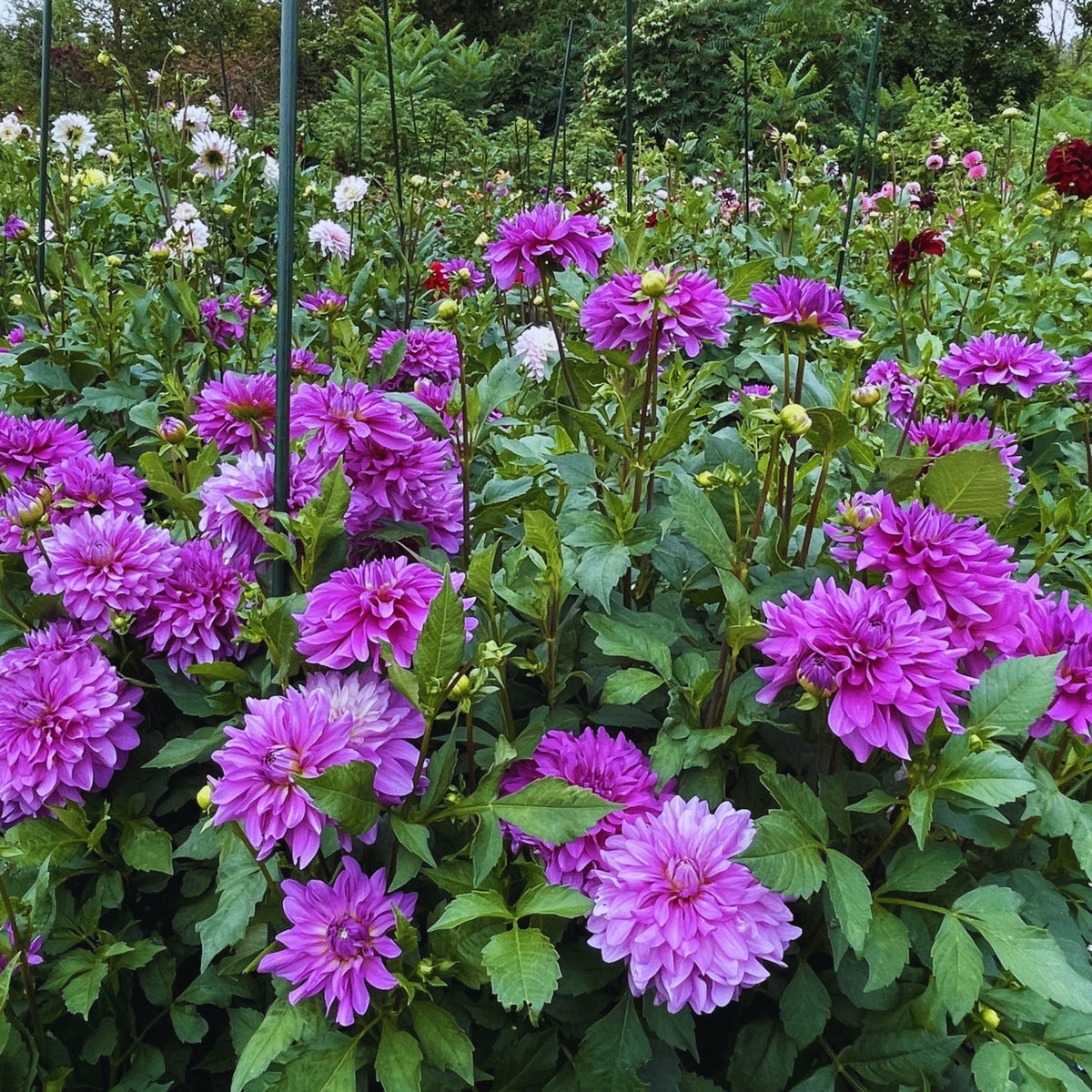 40+ Rare Seeds - Bluetiful Dahlia Seeds, Container