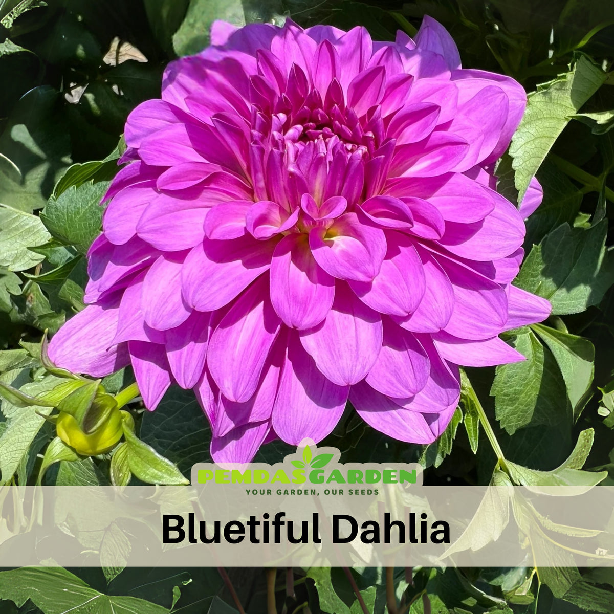 40+ Rare Seeds - Bluetiful Dahlia Seeds, Container