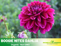40+ Rare Seeds| Boogie Nites Dahlia Seeds - Authentic - Open-Pollinated - Organic - Heirloom - Flower Seeds - Container - Beds & Cut Bouquets #D022