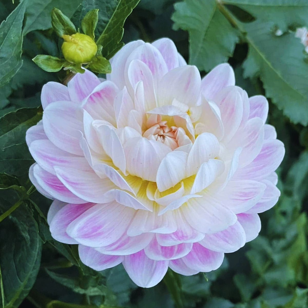 40+ Rare Seeds - Boogie Nites Dahlia Seeds, Container