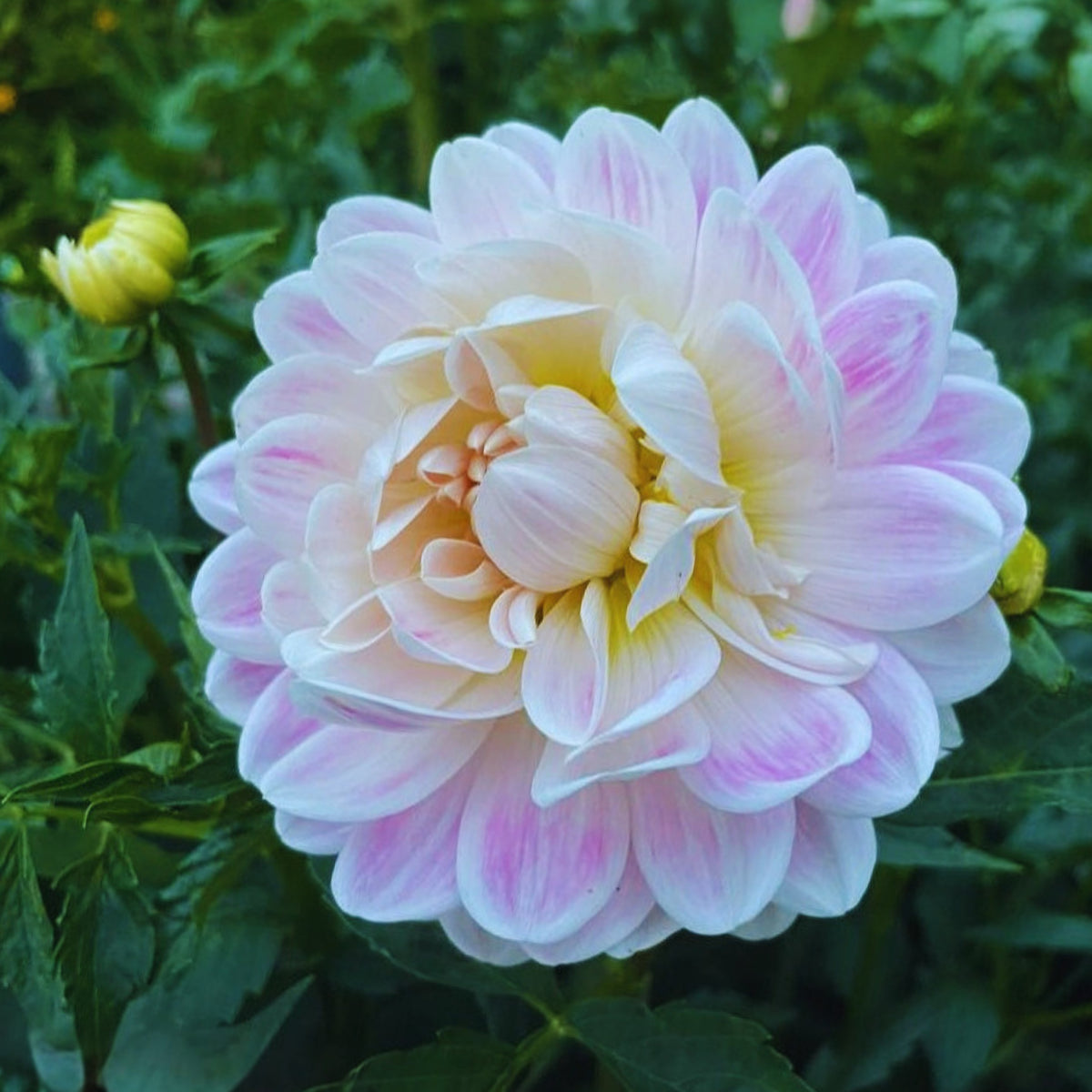 40+ Rare Seeds - Boogie Nites Dahlia Seeds, Container