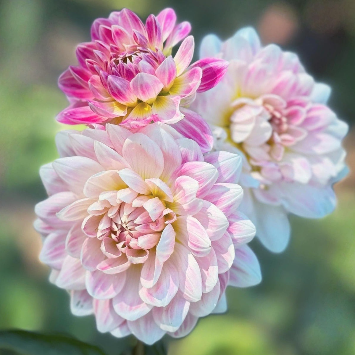 40+ Rare Seeds - Boogie Nites Dahlia Seeds, Container