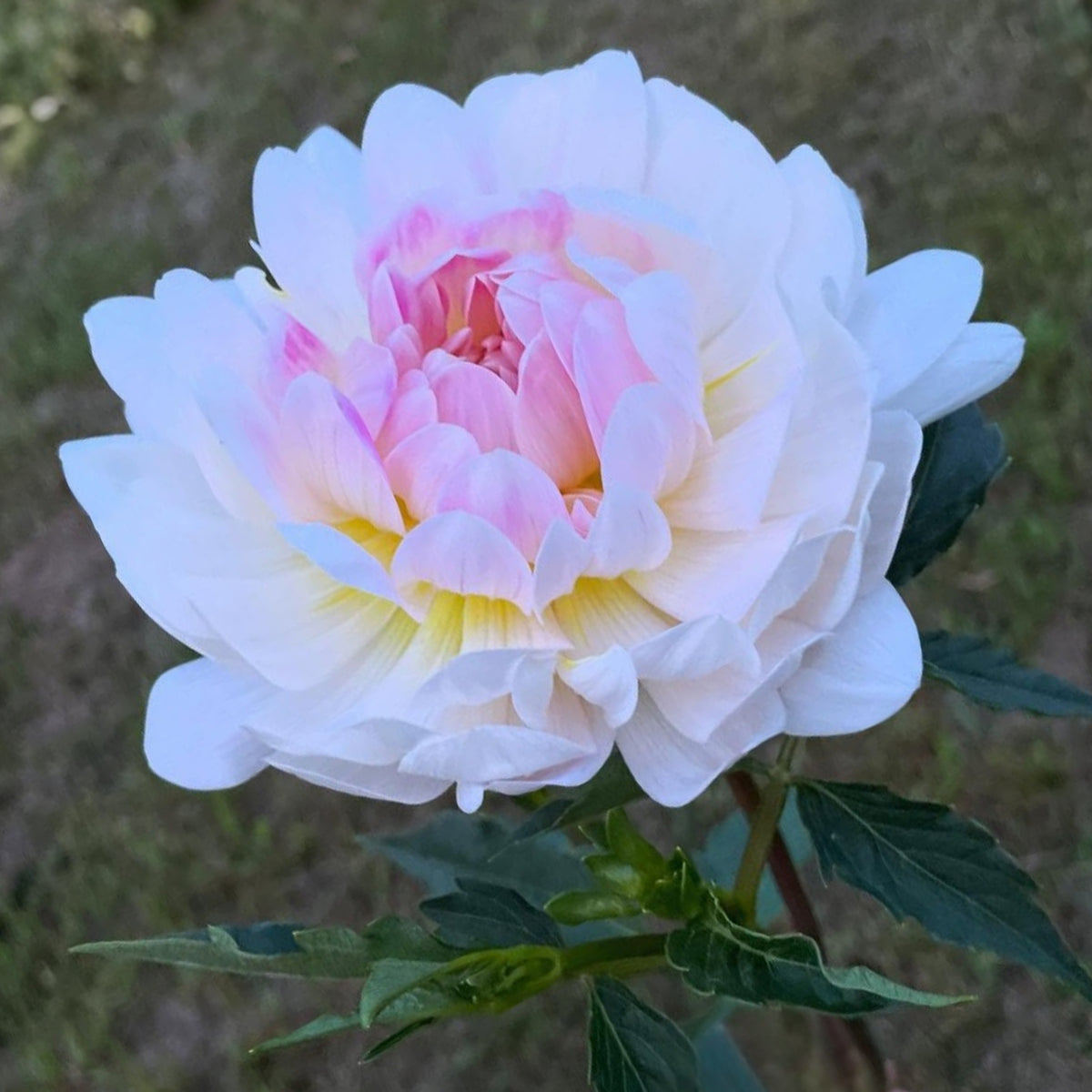 40+ Rare Seeds - Boogie Nites Dahlia Seeds, Container