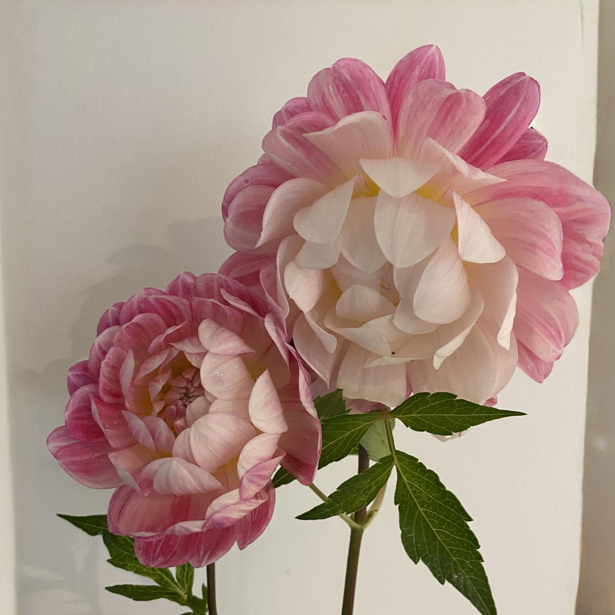 40+ Rare Seeds - Boogie Nites Dahlia Seeds, Container