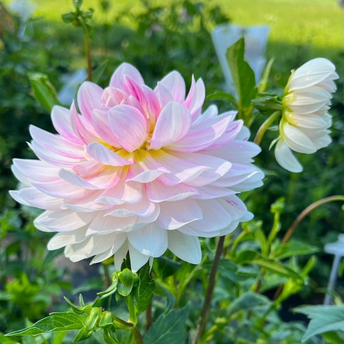 40+ Rare Seeds - Boogie Nites Dahlia Seeds, Container