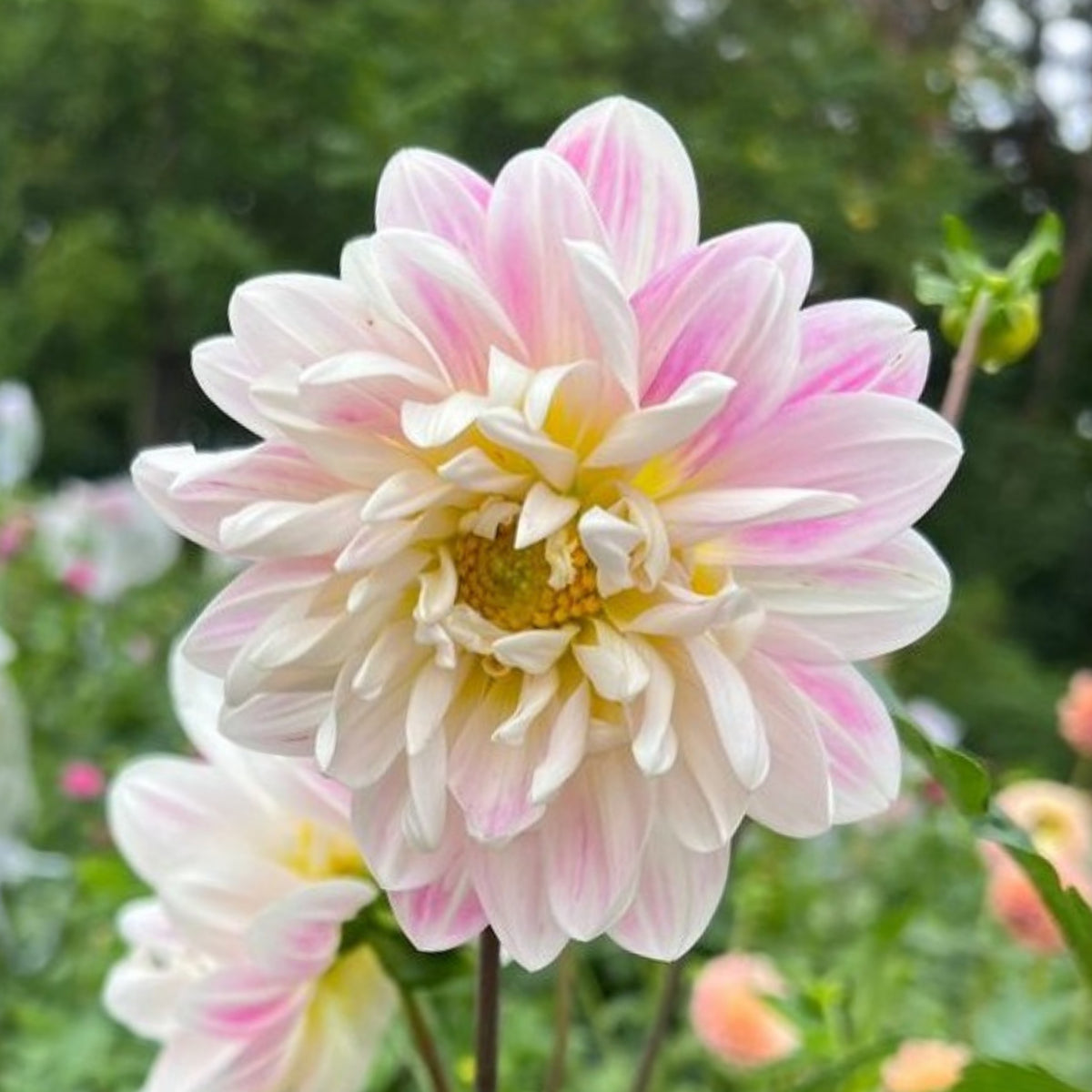 40+ Rare Seeds - Boogie Nites Dahlia Seeds, Container