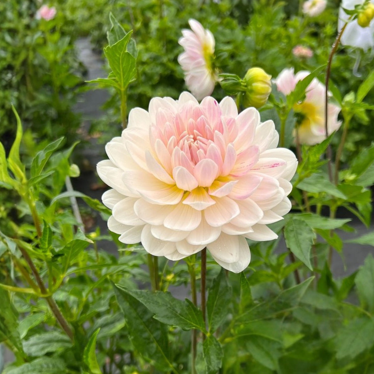 40+ Rare Seeds - Boogie Nites Dahlia Seeds, Container