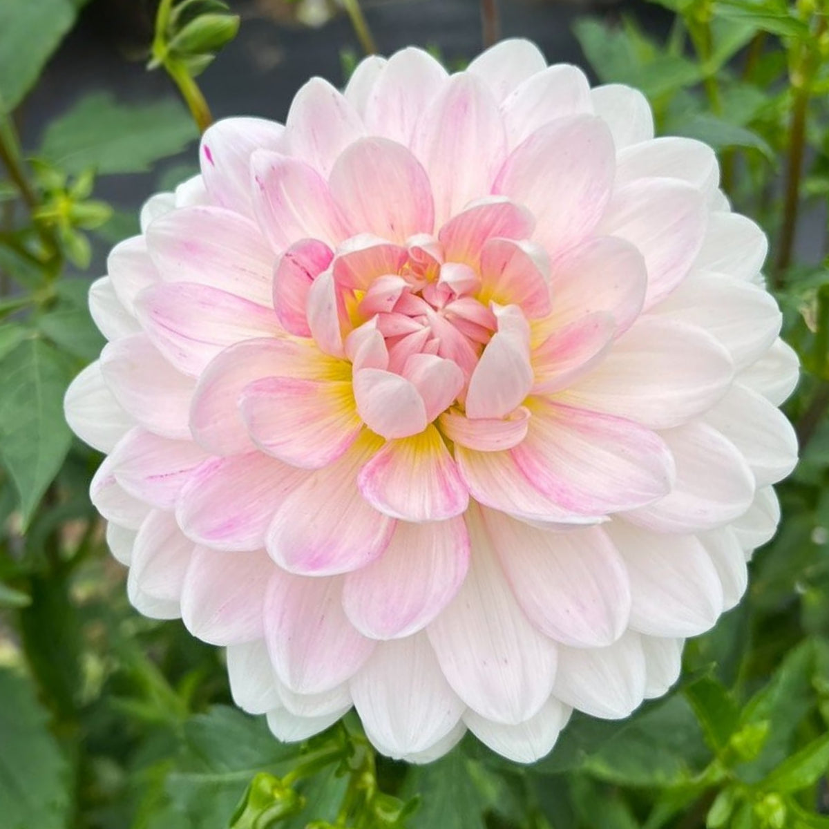 40+ Rare Seeds - Boogie Nites Dahlia Seeds, Container