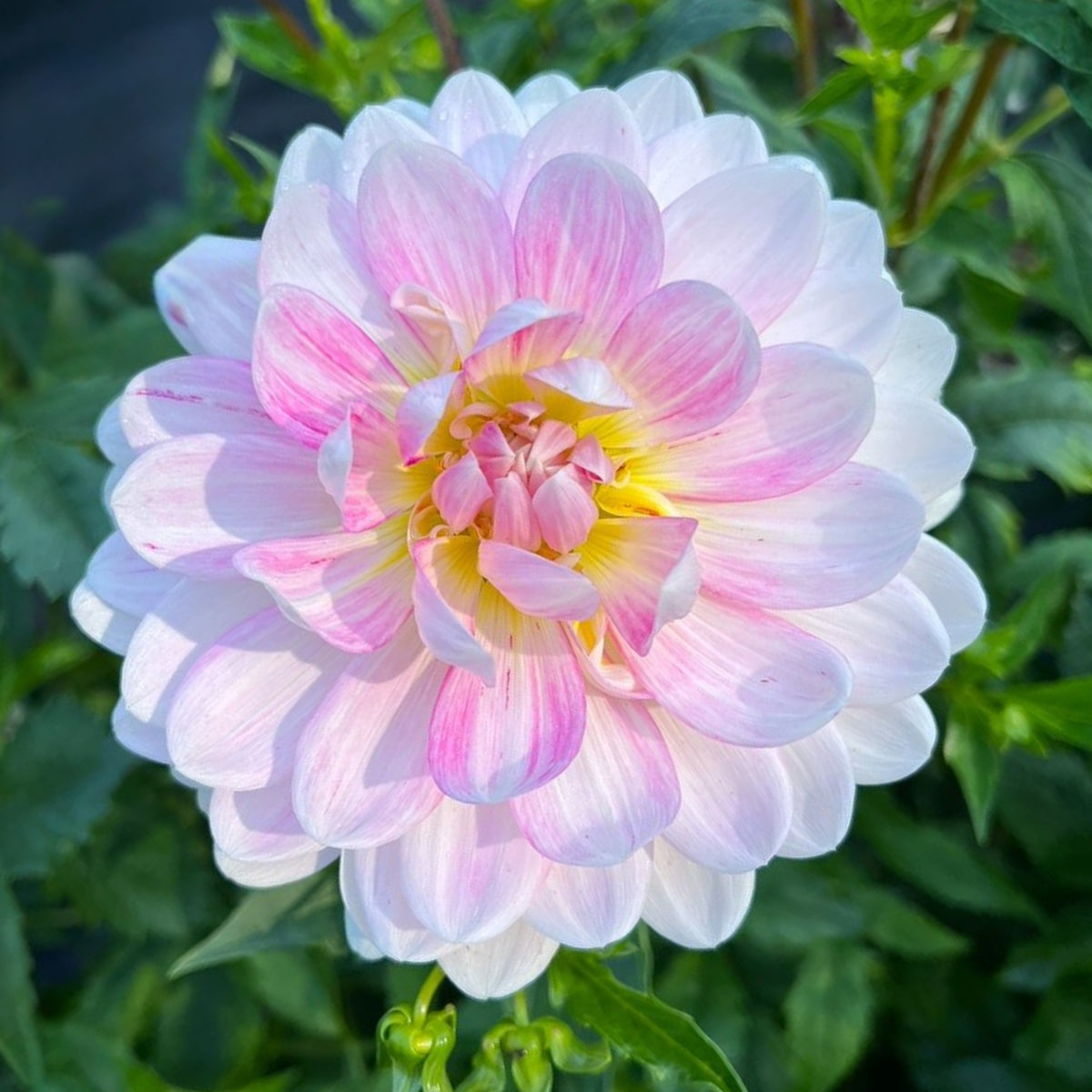 40+ Rare Seeds - Boogie Nites Dahlia Seeds, Container