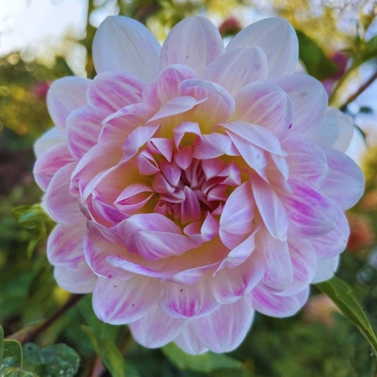 40+ Rare Seeds - Boogie Nites Dahlia Seeds, Container