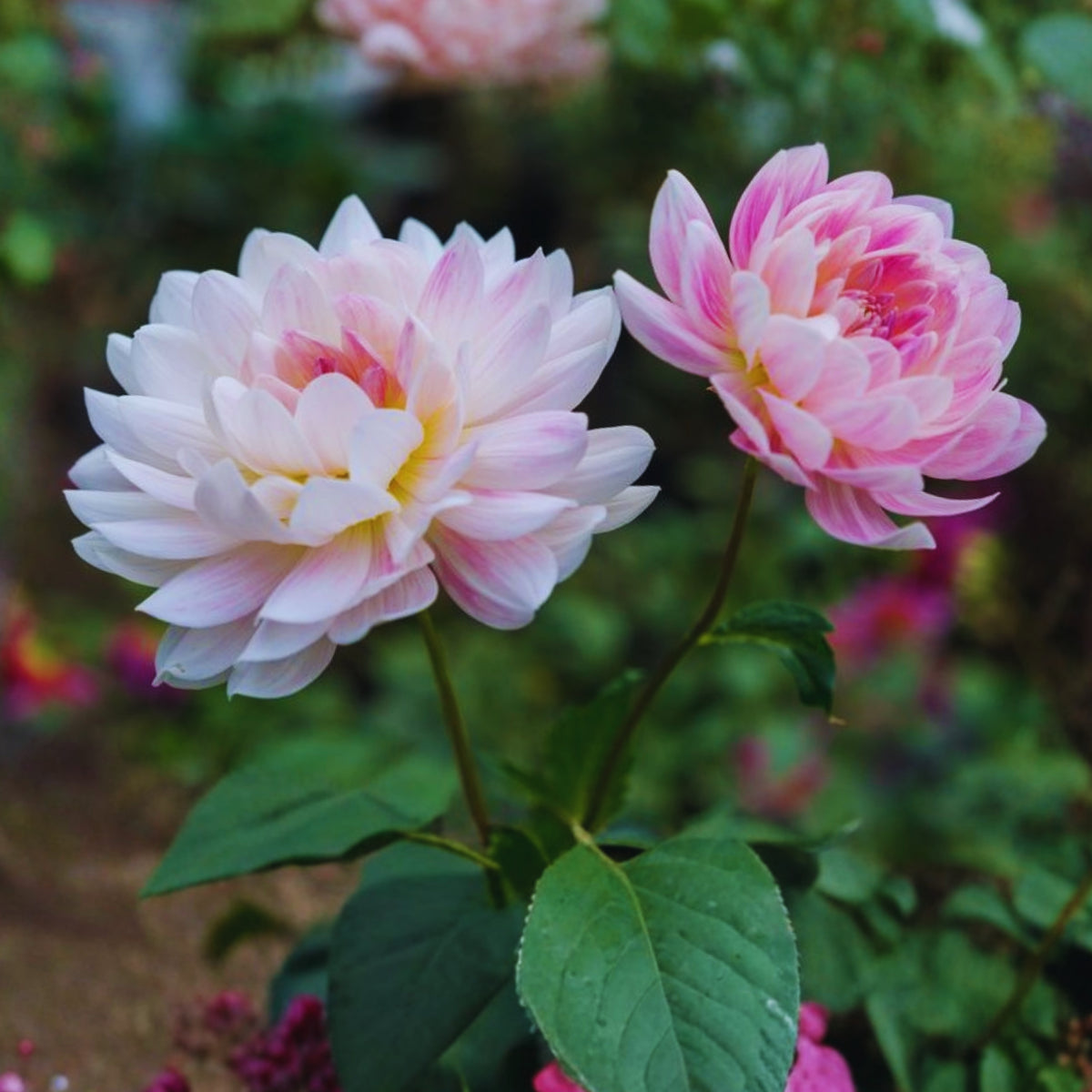 40+ Rare Seeds - Boogie Nites Dahlia Seeds, Container
