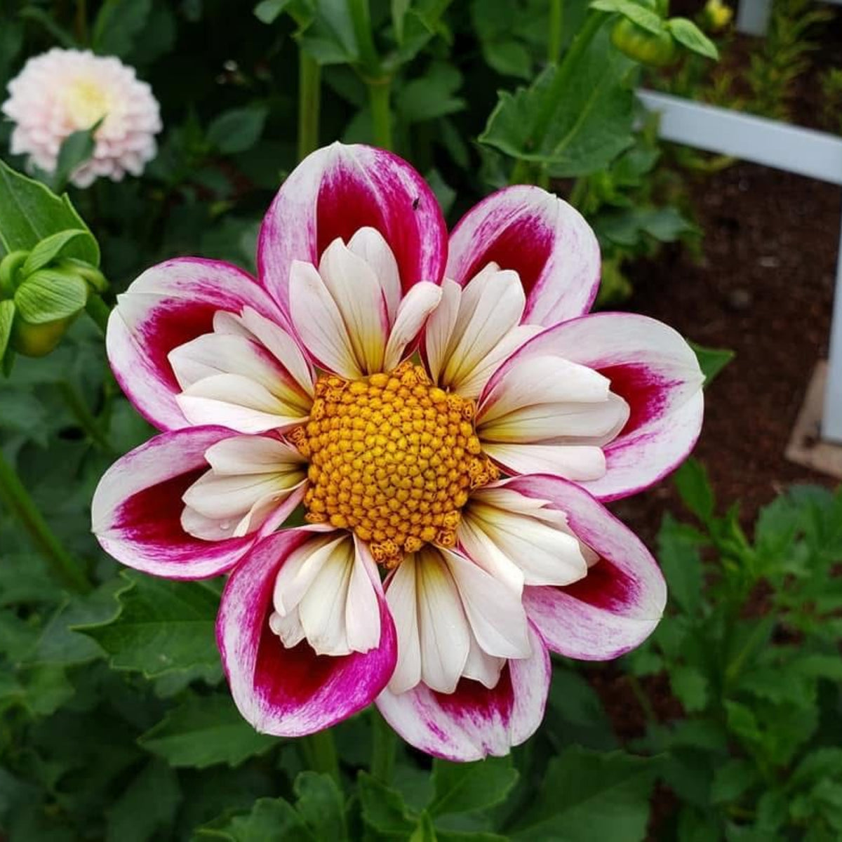 40+ Rare Seeds - Bumble Rumble Dahlia Seeds, Container