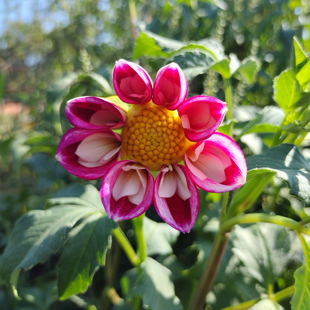 40+ Rare Seeds - Bumble Rumble Dahlia Seeds, Container