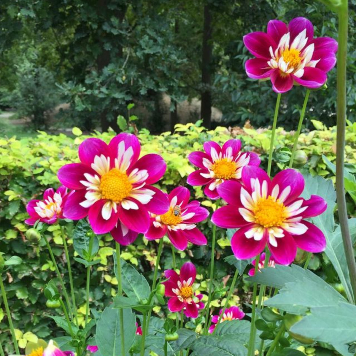 40+ Rare Seeds - Bumble Rumble Dahlia Seeds, Container