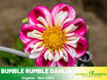 40+ Rare Seeds|  Bumble Rumble Dahlia Seeds - Authentic - Open-Pollinated - Organic - Heirloom - Flower Seeds - Container - Beds & Cut Bouquets #D023